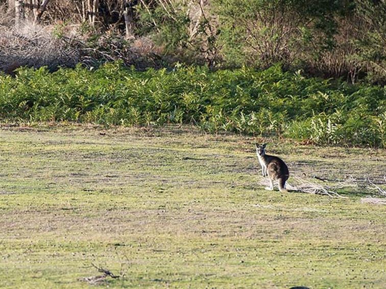 Kangaroo on the grass at Turingal Head picnic area in Bournda National Park. Photo: John