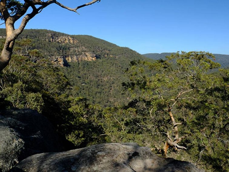 Views of lower Grose Valley gorge from Vale of Avoca lookout, Blue Mountains National Park. Photo:
