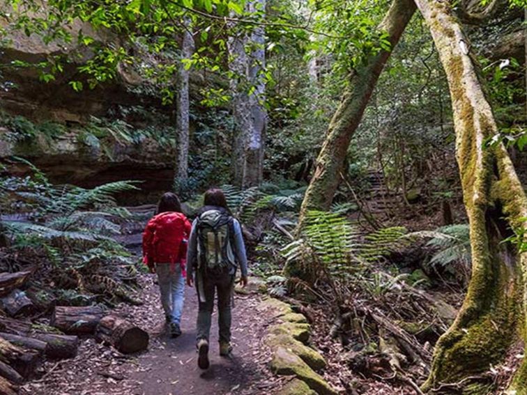 Two hikers walk through rainforest along Grand Canyon track, Blue Mountains National Park. Photo: