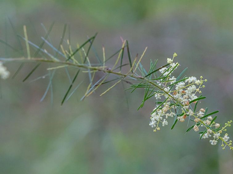 Wildflowers, Wallumatta Nature Reserve. Photo: John Spencer &copy; DPIE