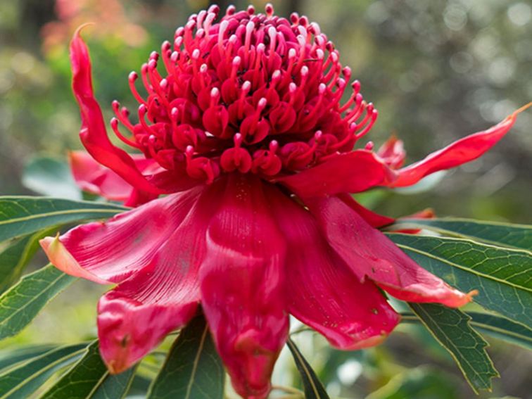 Close up photo of a waratah flower, Blue Mountains National Park. Photo: Simone Cottrell/OEH.