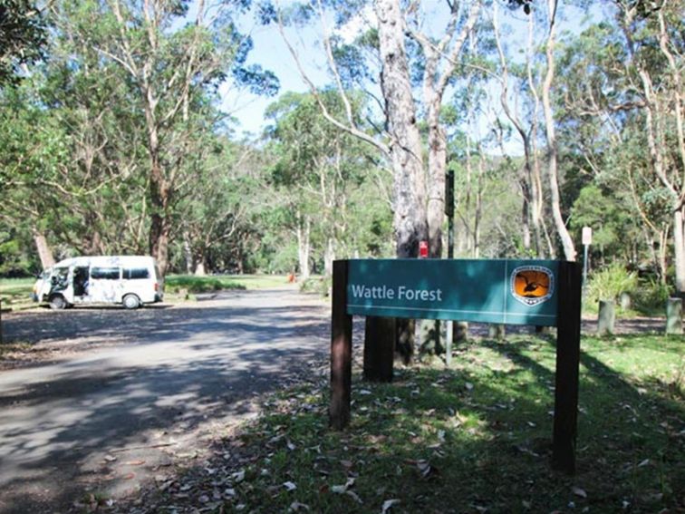 Wattle Forest picnic area, Royal National Park. Photo: Andy Richards/NSW Government