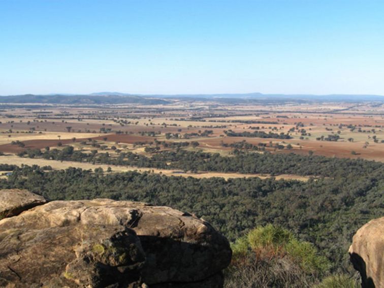 Eualdrie Lookout, Weddin Mountains National Park. Photo: NSW Government
