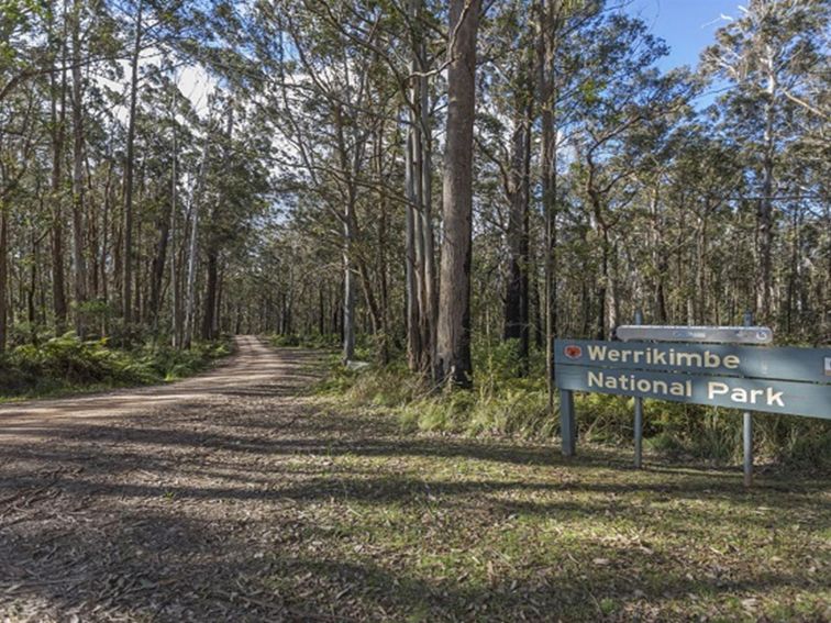Park sign and tall trees, Werrikimbe National Park. Photo: Josh Smith &copy; DPE