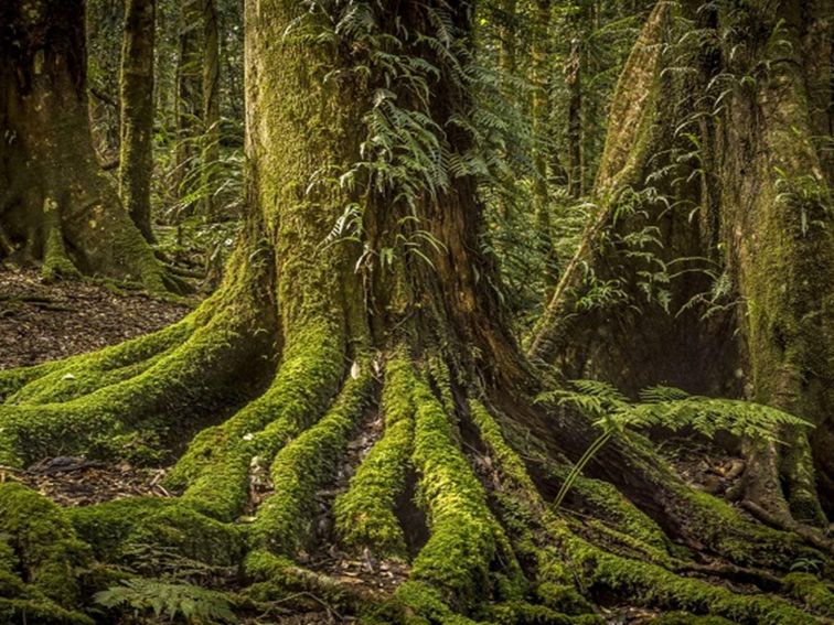 Rainforest in Werrikimbe National Park. Photo: Gerhard Koertner &copy; DPE