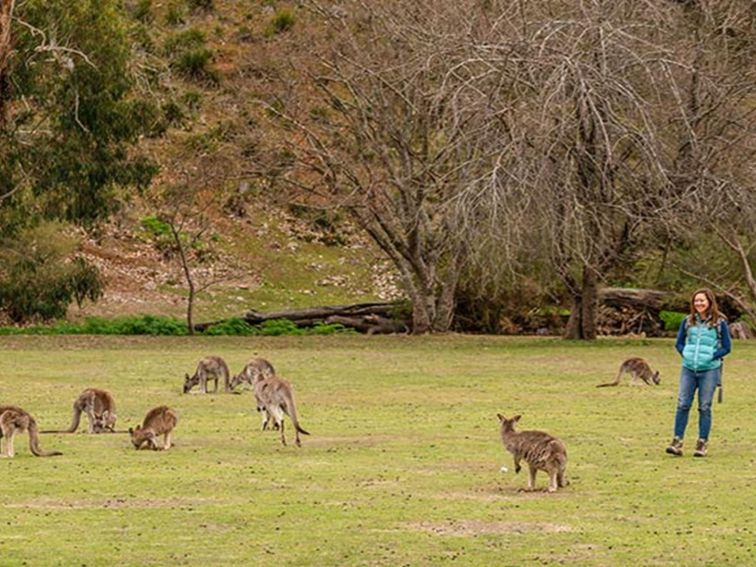 Kangaroos are a common sight at Wombeyan Caves campground. Photo: OEH/John Spencer
