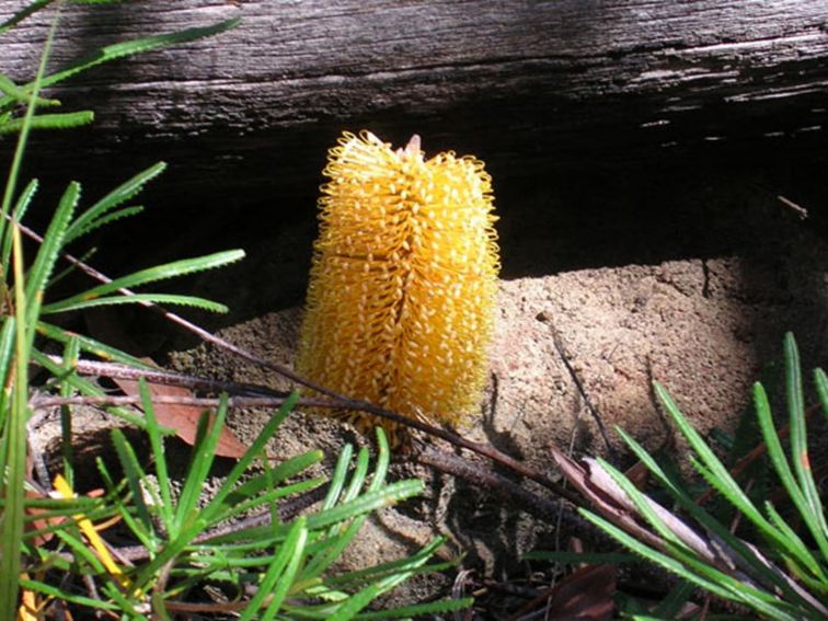 Banksia, Yarriabini National Park. Photo: G Wallace/NSW Government
