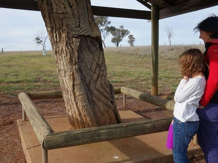 Photo of visitors looking at a scarred tree at Yuranighs Aboriginal Grave Historic Site. Photo:
