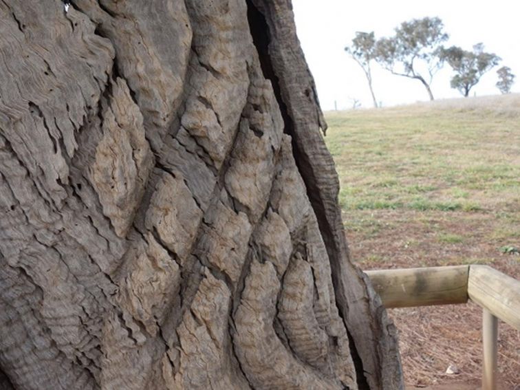 Photo of the trunk of a carved burial tree at Yuranigh's Aboriginal Grave Historic Site. Photo:
