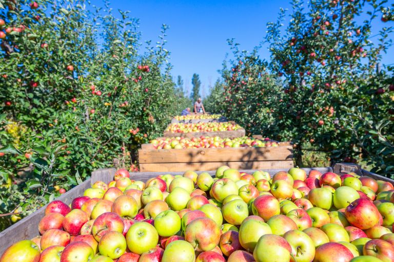 Apple Orchard 