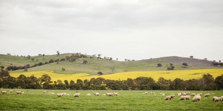 Canola fields and sheep near Cootamundra