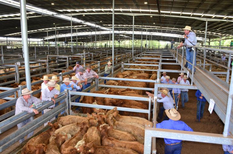 Northern Rivers Livestock Exchange cattle in pens and people at auction