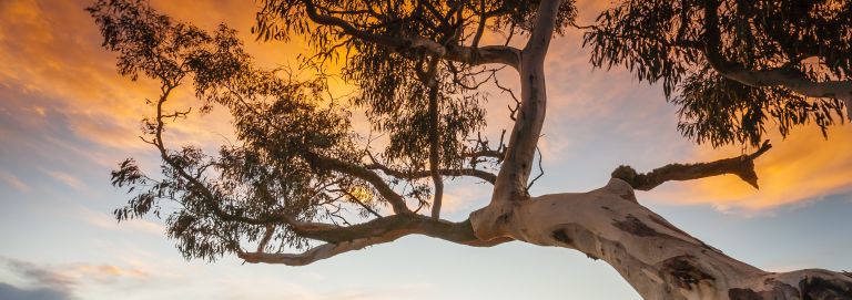 Gumtree and sunset