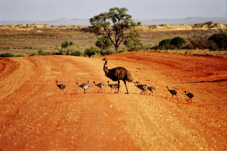 A family of Emu