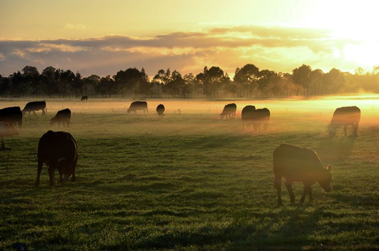 Cattle grazing in the misty golden dawn light with trees in the background