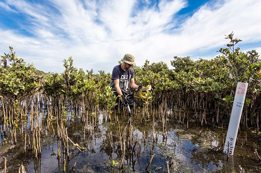 Scientist wades through mangrove roots in water, observing and testing