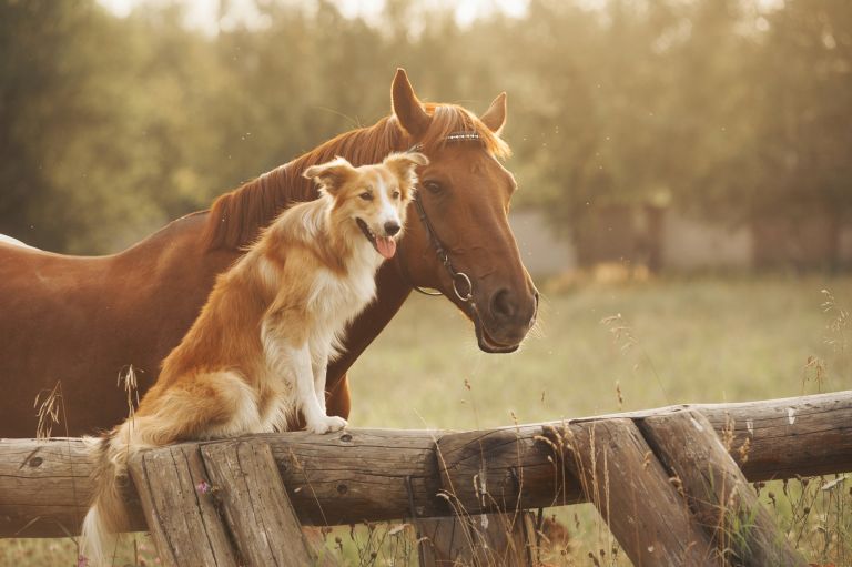 A horse and dog are standing at a fence.