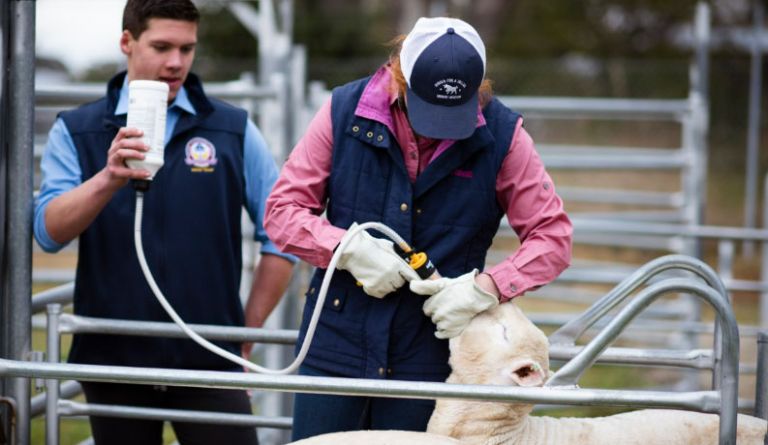 Supervisor with trainee feeding livestock