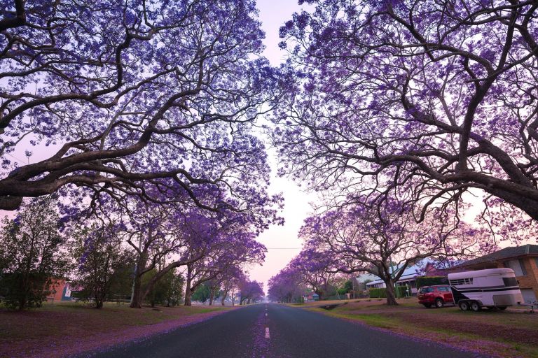 Beautiful Jacaranda trees on either side of a straight road in Grafton