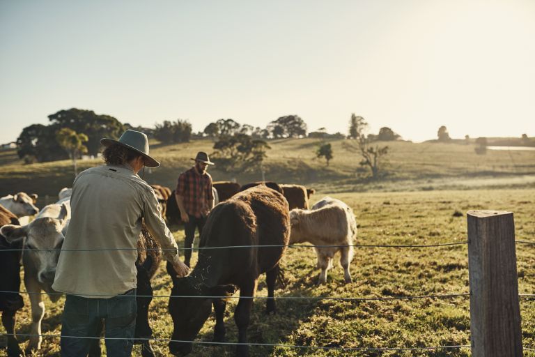 Cattle farmer and herd
