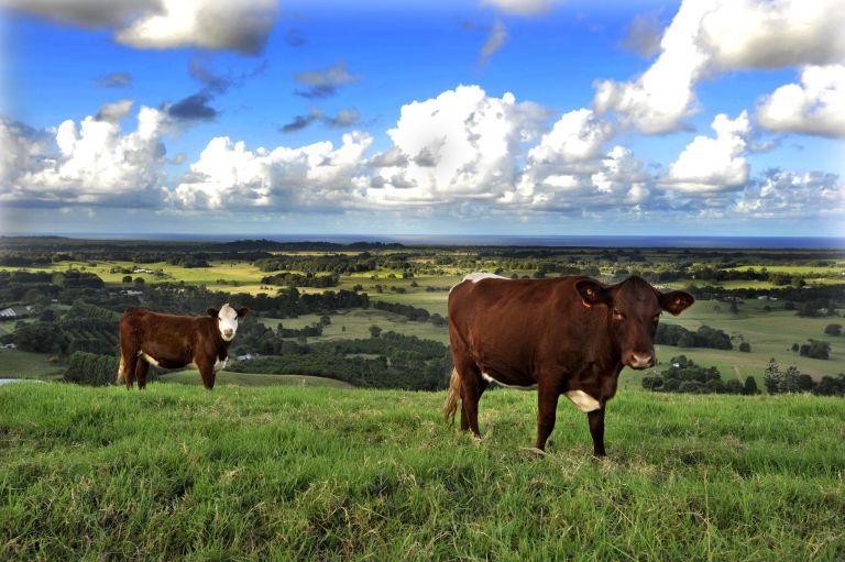 2 cows facing camera in a grassy field in Northern Rivers area