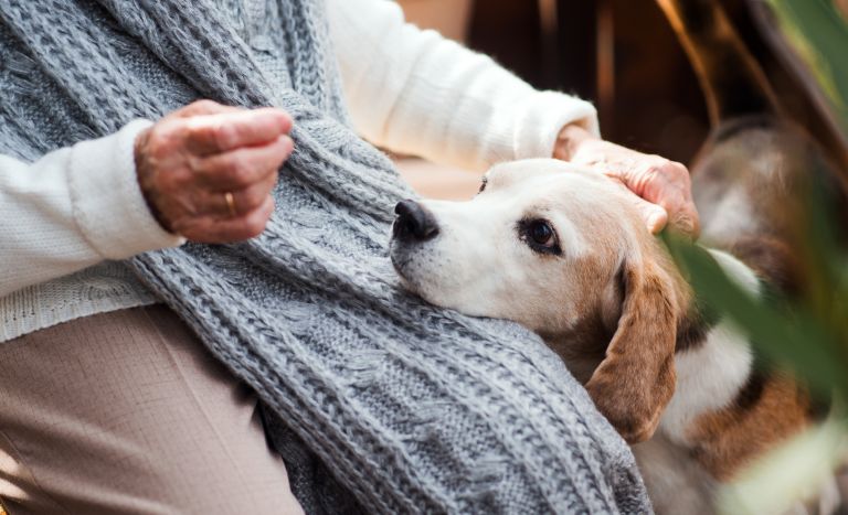 Senior womans hands with a mature dog putting its head in her lap. 