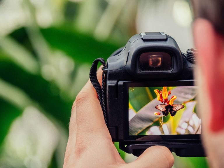 camera capturing the moment of a butterfly on flower 