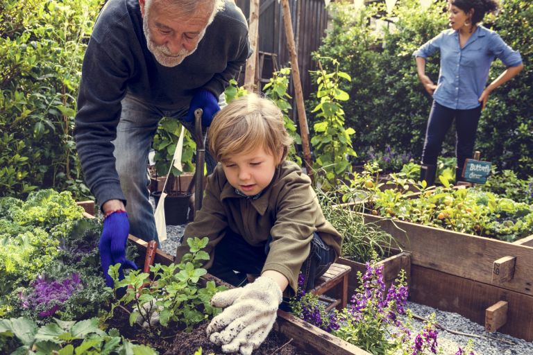 A grandfather helps his grandson garden.