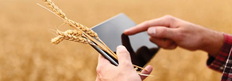 farmer holds a tablet and wheat in his hand.