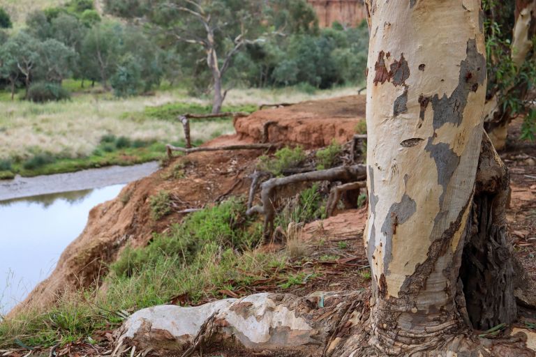 A close up image of a gum tree on the edge of a river bank with red dirt and tree roots stretching over the side. The river runs on the left side of the image