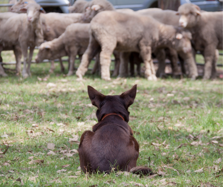 Working dog with flock of sheep.