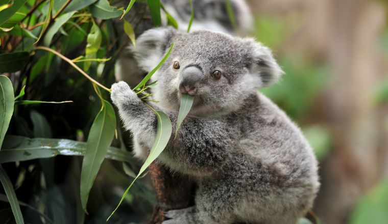 A young koala bear sitting in a eucalyptus tree