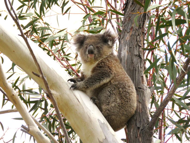 Female koala sat in a tree, photographed at Numeralla New South Wales