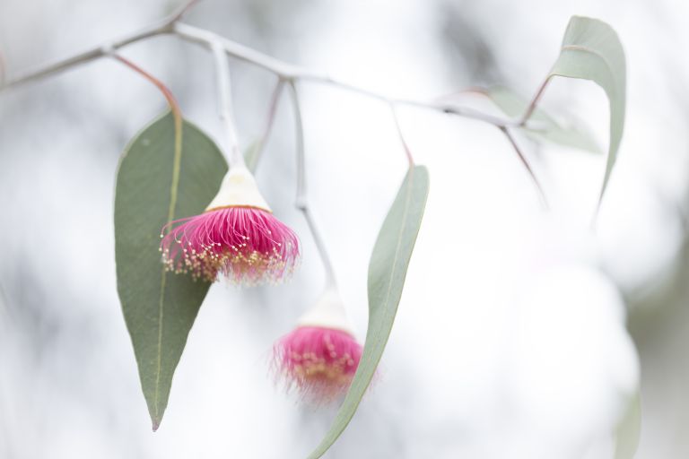 Photo of pink gumnut flowers with gum leaves