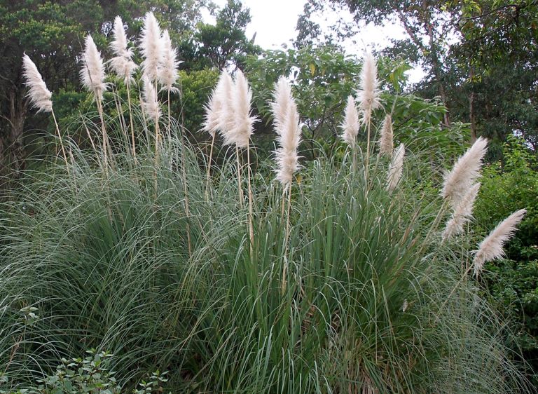 Environment weed - Pampas Grass