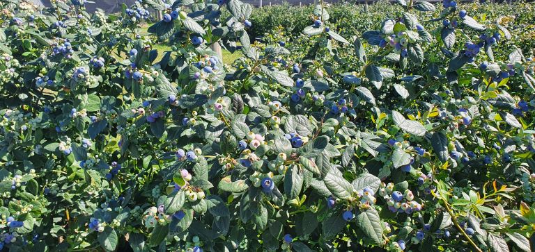 Blueberries growing on bush