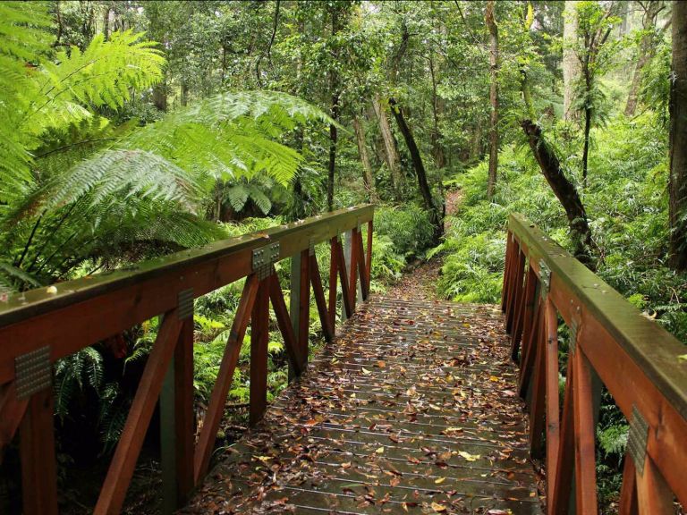 A bridge on the Goodenia Rainforest walk. Photo: John Yurasek