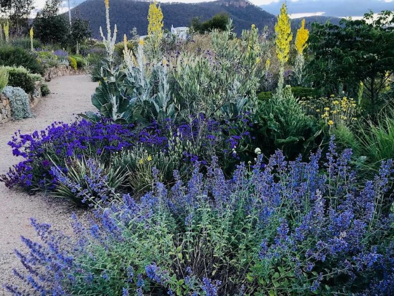 An outstanding garden full of many rare and unusual plants.  Stunning view of the Blue Mountains