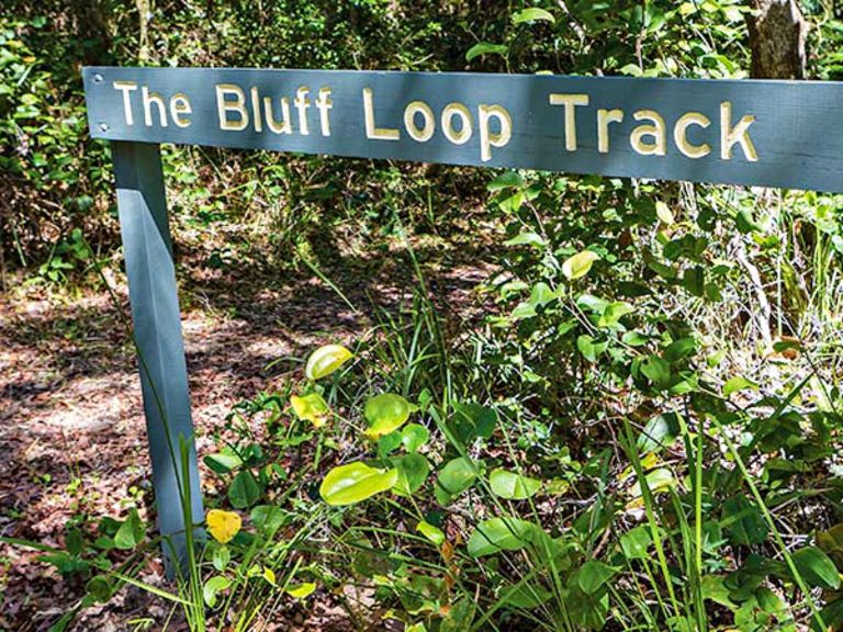 Bluff loop walking track, Bongil Bongil National Park. Photo: Rob Cleary