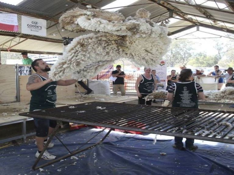Shearing Competition at the Culcairn Show. Competitor throwing the wool in the air.