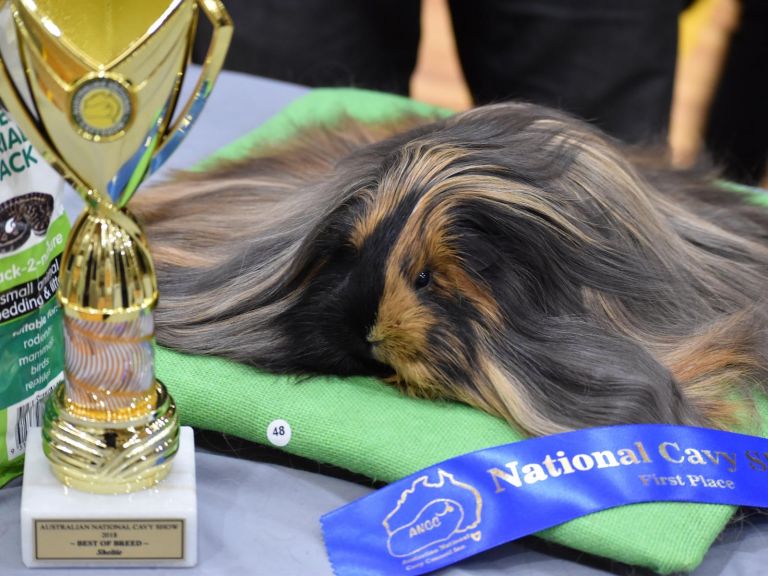 Winning Long haired cavy