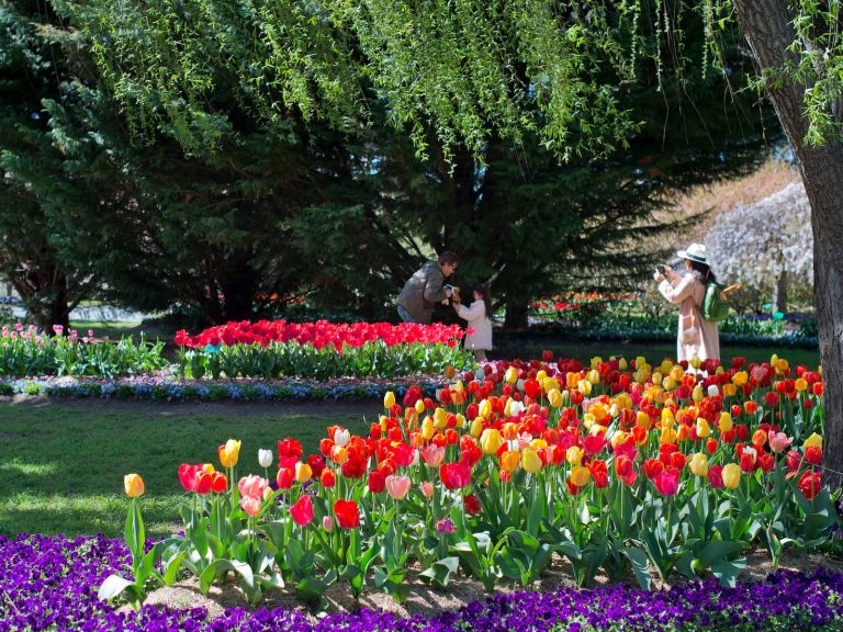 Tulip Top Gardens
