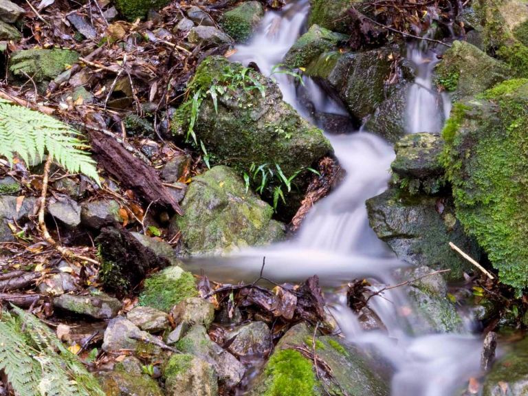 Water stream over moss-covered rocks, Mount Hyland Nature reserve. Photo: M Price