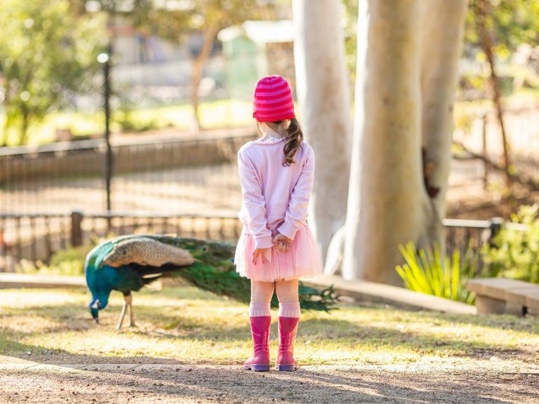 A young girl stands by admiring a peacock