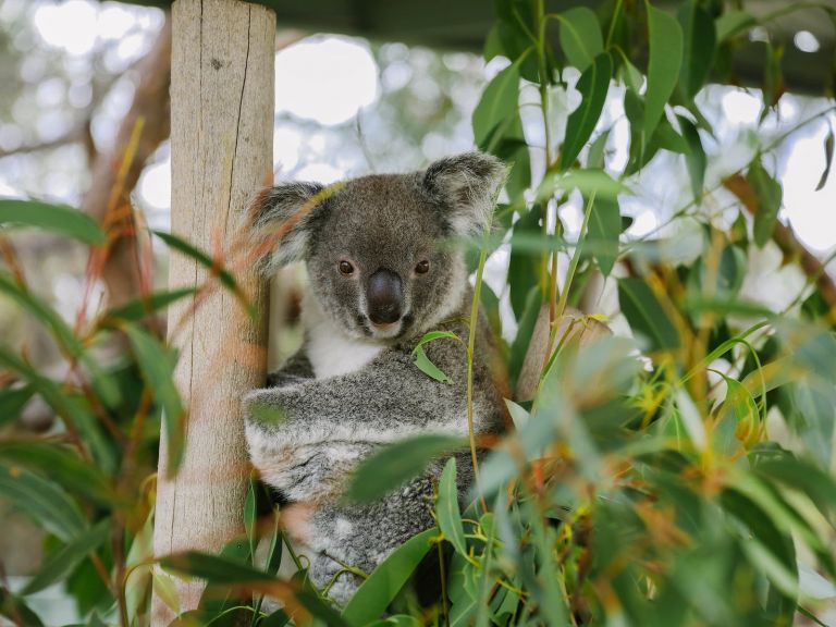 Koala talks 12pm & 2.30pm each day