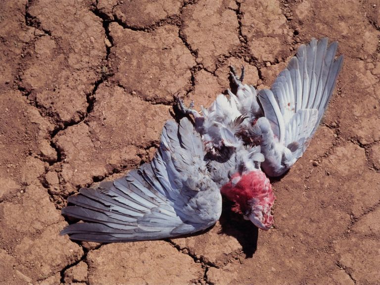 Untitled (galah) from the series flyblown 1998