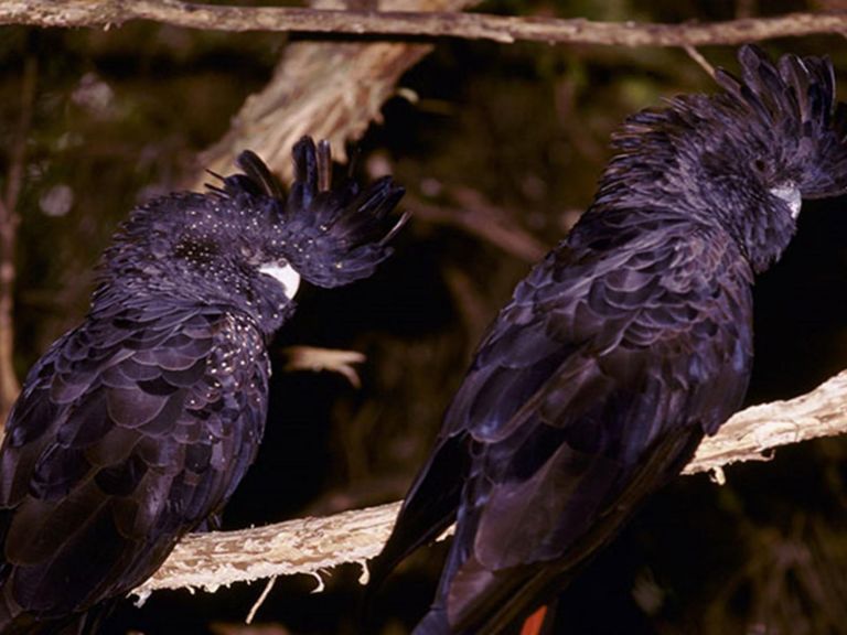 2 black cockatoos in a tree. Photo: Ken Stepnell &copy; DPIE