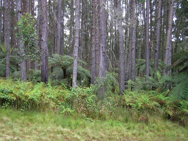 Daisy Plains picnic area, Carrai National Park. Photo: NSW Government