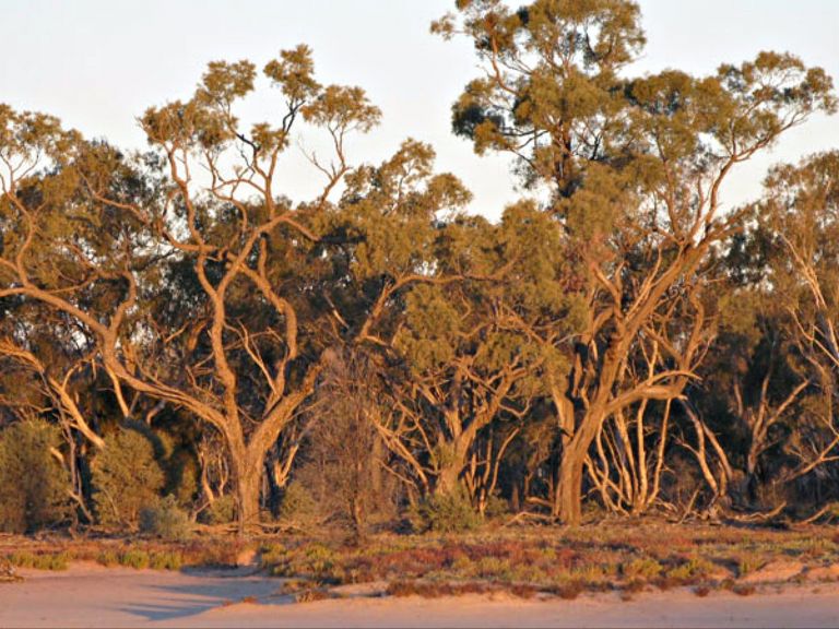 Culgoa National Park, gidgee trees. Photo: NSW Government