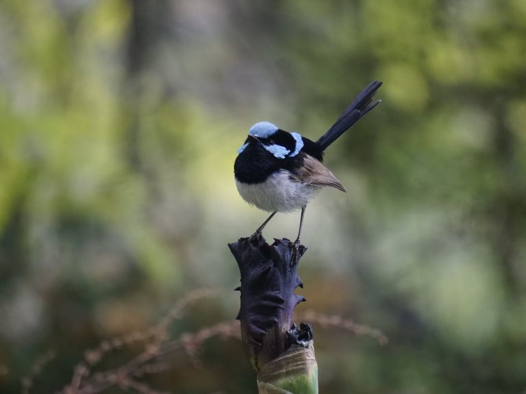 A blue fairy wren is in the foreground with blurred vegetation behind